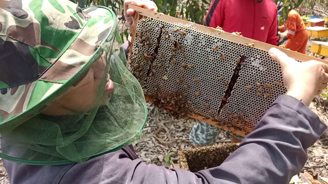 Pemeriksaan frame sarang lebah madu di lokasi hutan